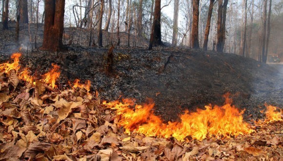 МЧС объявило на Кубани чрезвычайную пожароопасность