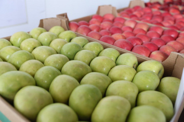 На Кубани увеличили мощности хранения фруктов в три раза за 10 лет На Кубани увеличили мощности хранения фруктов в три раза за 10 лет