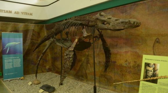 Никитский ботанический сад впервые покажет посетителям скелет плиозавра
