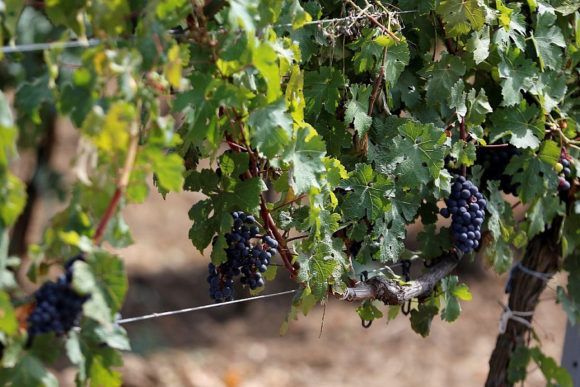 Новые программы страхования разработаны для поддержки виноградарства и садоводства Кубани