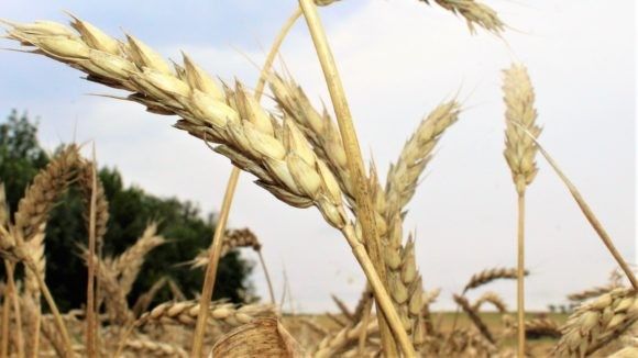 В Крыму намолотили первый миллион тонн зерна