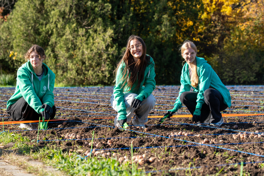 В Ботаническом саду Краснодара высадили 150 тысяч луковиц тюльпанов В Ботаническом саду Краснодара высадили 150 тысяч луковиц тюльпанов