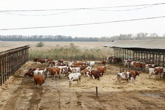 Животноводам предгорных районов Кубани снизят арендную плату на землю