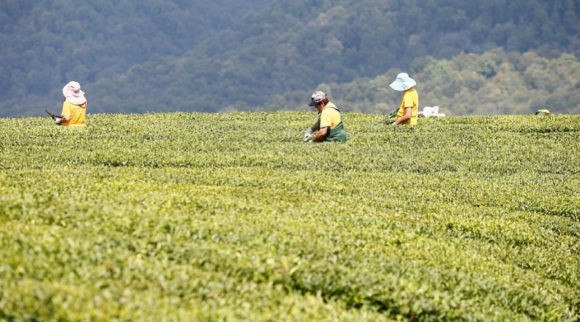 В Краснодарском крае официально закрепят статус чаепригодных земель