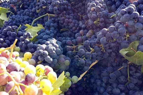 Винзаводы Кубани приняли первый виноград урожая 2020 года