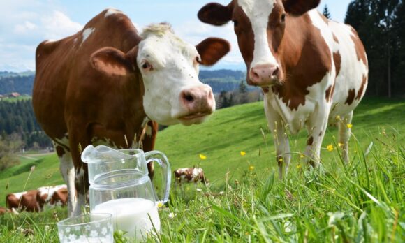 В Туапсинском районе откроют первый торговый павильон для продажи фермерского молока