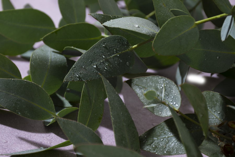 Иван Трегуб — растениевод из Кущевского района