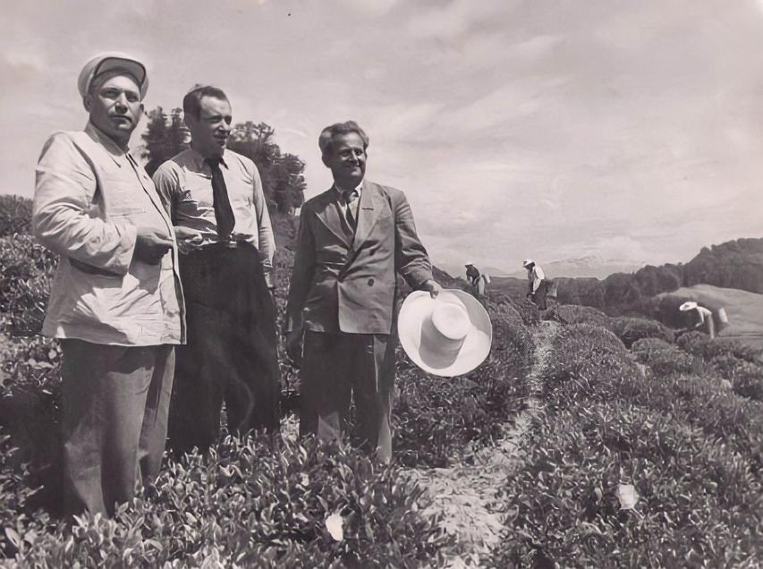 1940 год. В знаменитом Адлерском чайном совхозе были разбиты промышленные плантации