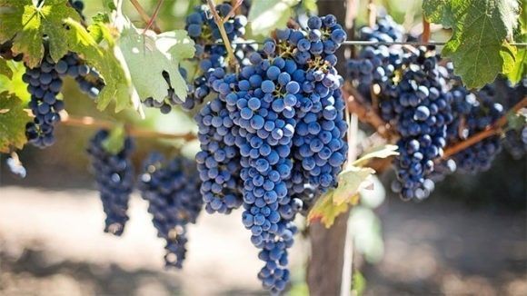 На Кубани в этом году планируют собрать не менее 200 тысяч тонн винограда