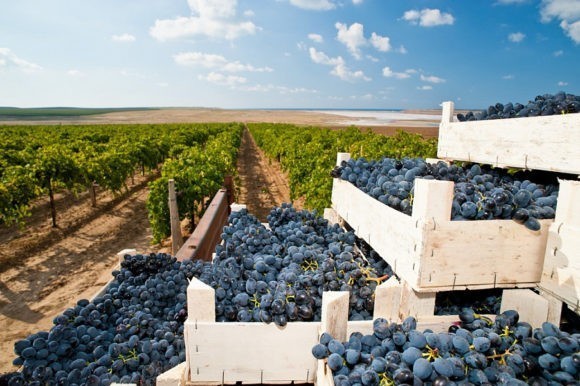 На Кубани объем урожая винограда за 5 лет вырос почти на 40 тыс. тонн