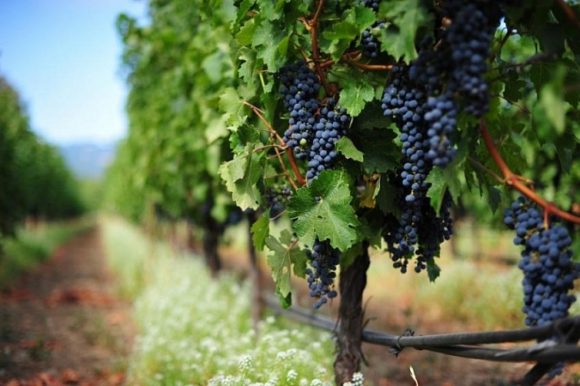 На Кубани на развитие виноградных питомников выделено 100 млн рублей