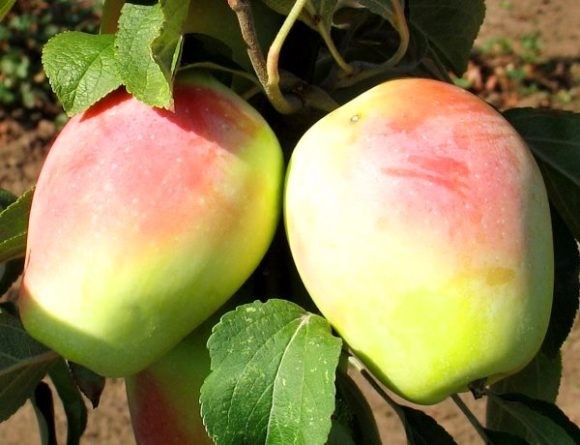 Производство любимых яблок российского императора возродят в Крыму
