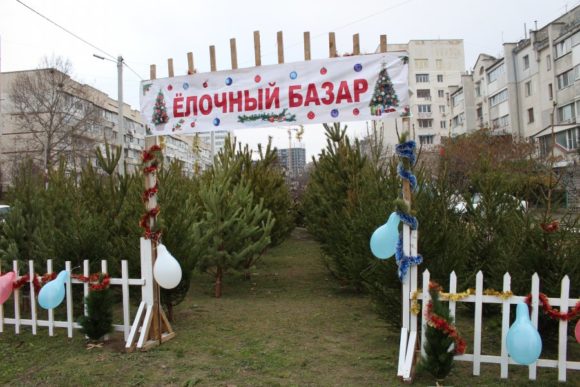 В Севастополе открылись елочные базары