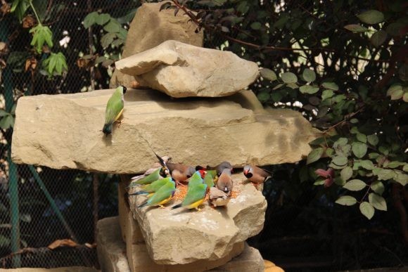 В парке «Дендрарий» открылся сад с тропическими птицами