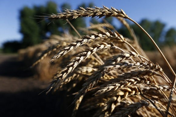 В Краснодарском крае собрано более двух миллионов тонн зерна