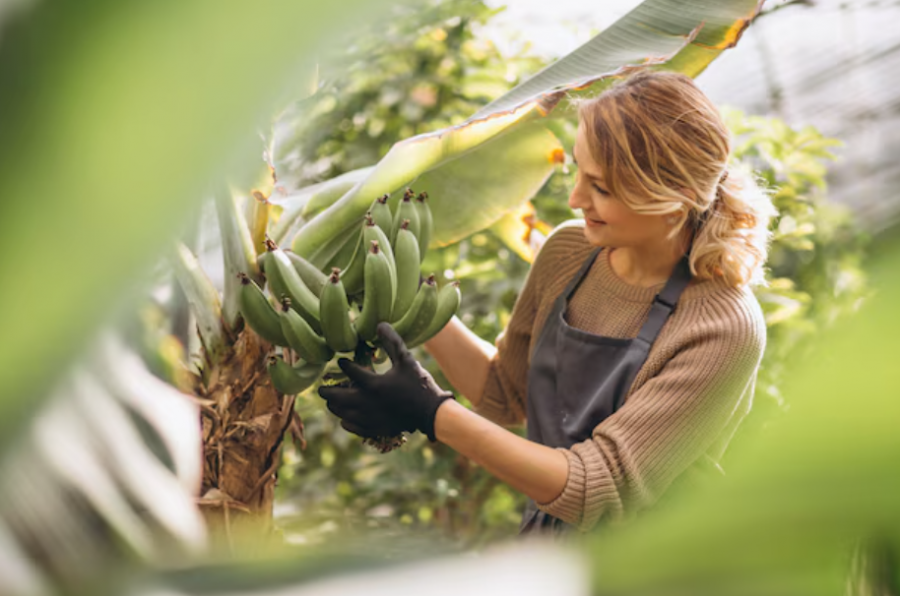 В Сочи будут развивать субтропическое сельское хозяйство