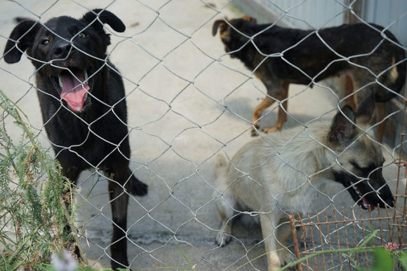 На Кубани установили порядок организации приютов для животных
