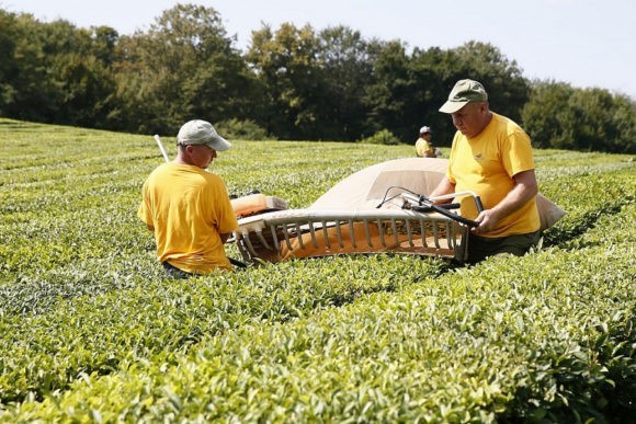 На Кубани в 2020 году планируется реконструировать 85 га чайных плантаций