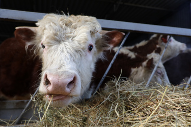 За 10 лет производство мяса на Кубани нарастили почти на 20 процентов