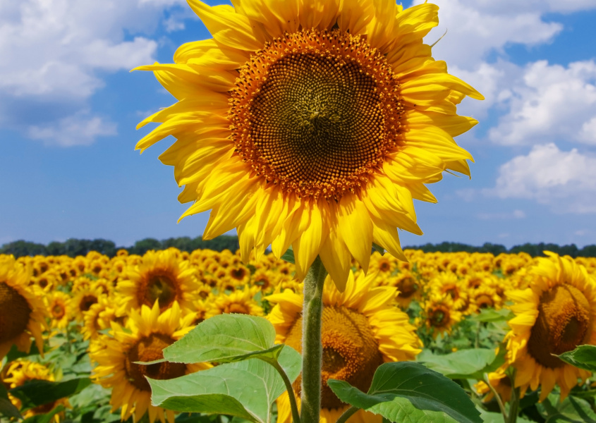По народному календарю сегодня Кирик и Улита По народному календарю сегодня Кирик и Улита