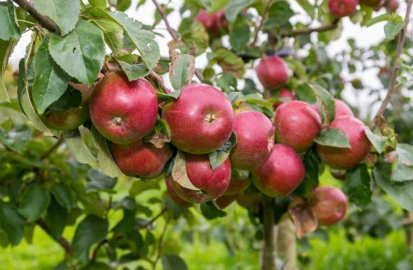 В Краснодарском крае урожай фруктов превысил 18 тысяч тонн