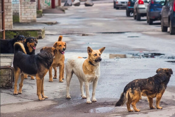 В Краснодаре бесплатно стерилизуют бездомных собак