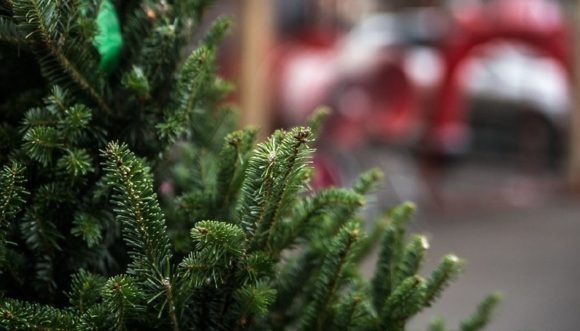 Краснодарцы смогут сдать новогодние елки на переработку