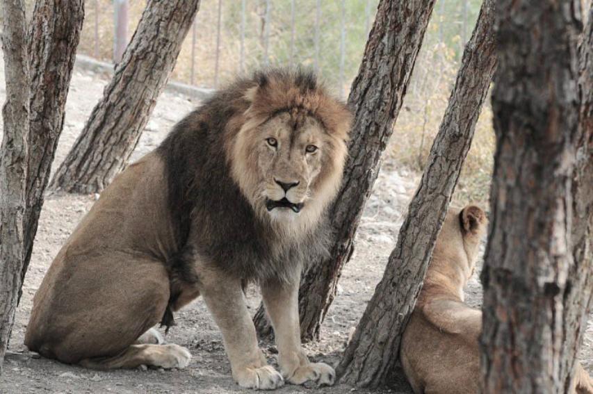 2004 год. В Геленджике открыли сафари-парк – крупнейший на юге России реабилитационный центр для животных