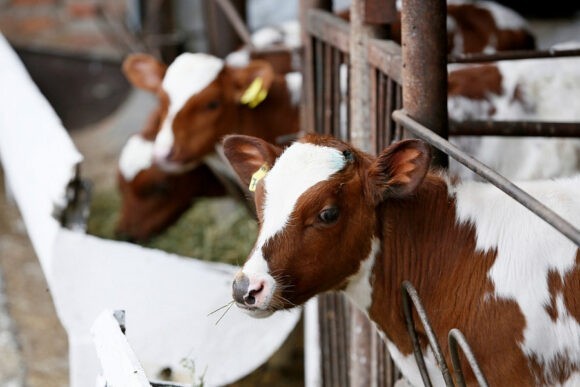 В Каневском районе к 2022 году построят ферму мощностью 30 тыс. тонн молока в год