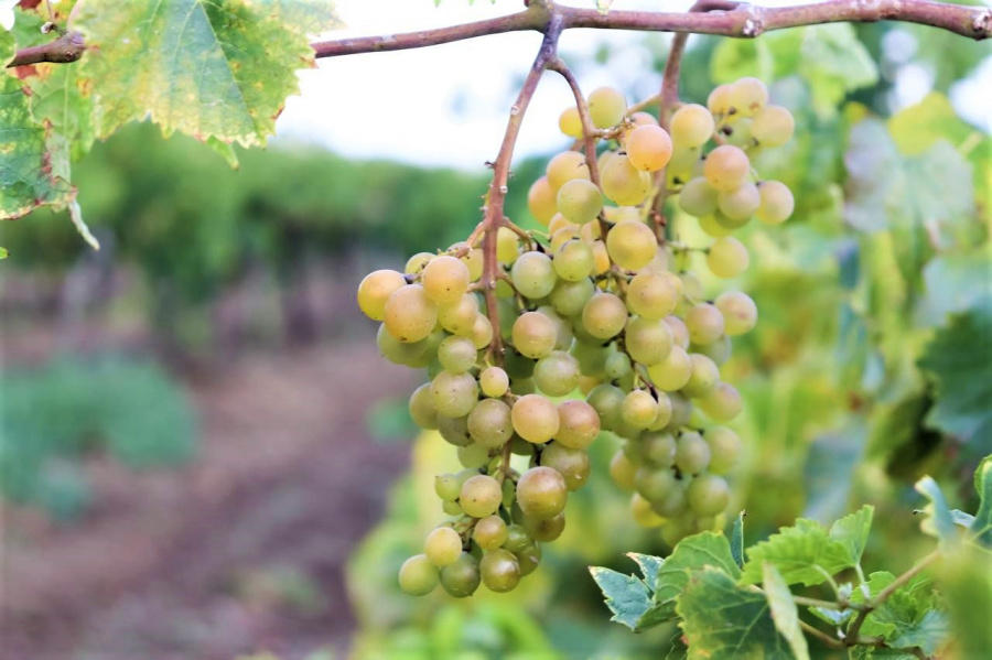 Вениамин Кондратьев: Благодаря рекордному урожаю винограда на Кубани производство тихих вин возросло на 9 процентов