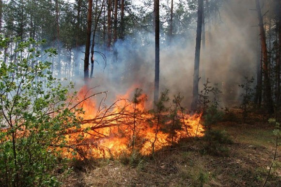Более трехсот человек задействовано в тушении лесных пожаров на Кубани