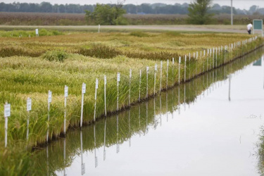 Вениамин Кондратьев: На Кубани начали сеять рис