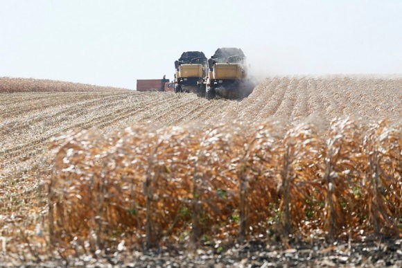 На Кубани урожай зерновой кукурузы превысил 1 млн тонн