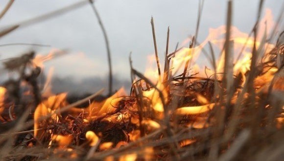 Губернатор взял под контроль ситуацию с лесными пожарами на Кубани