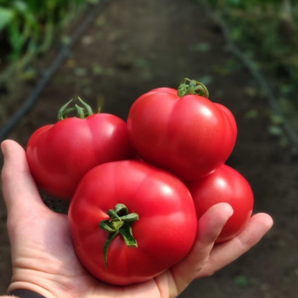 Александр Алабин – выращивает овощи и ягоды в Калининском районе