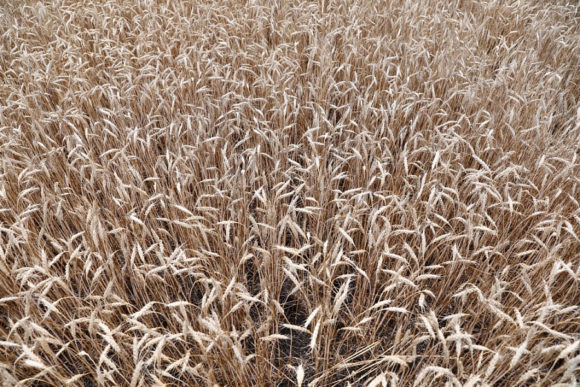На Кубани собрано более 7,7 млн тонн зерна