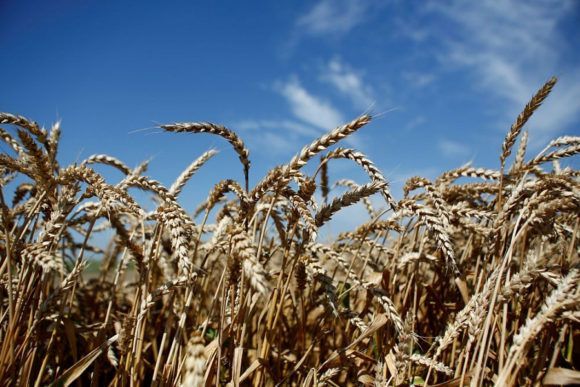На Кубани собрано более 6 млн тонн зерновых культур