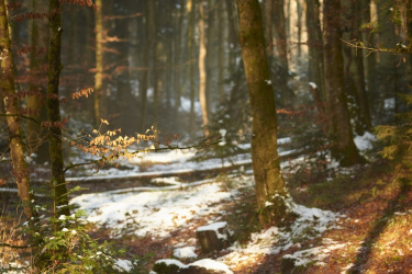 По народному календарю сегодня Егорий Зимний 