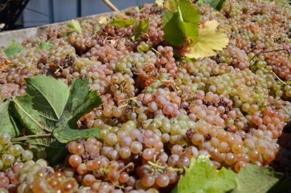 Севастопольские аграрии собрали рекордный урожай винограда