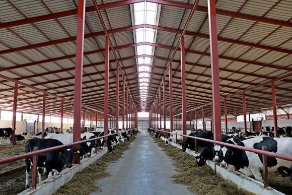 За пять лет производство молока в Краснодарском крае увеличилось на 150 тысяч тонн