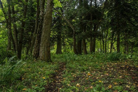 Вениамин Кондратьев проведет совещание по сохранности лесного фонда края