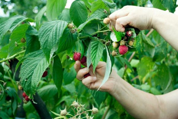На Кубани урожай плодово-ягодных культур превысил 3,5 тысячи тонн