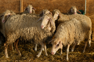 По народному календарю сегодня Аврамий Овчар и Анастасия Овечница 