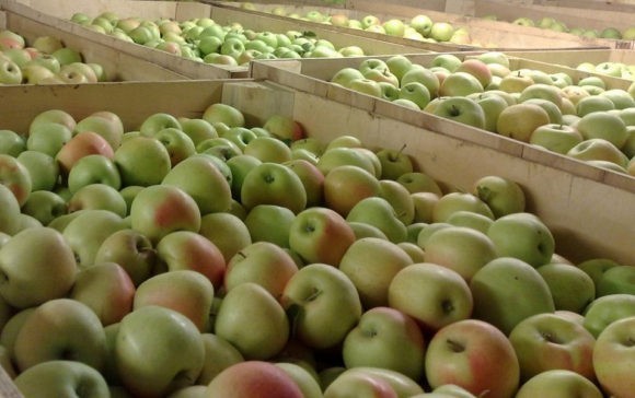 В Ейском районе построили фруктохранилище на 9 тысяч тонн