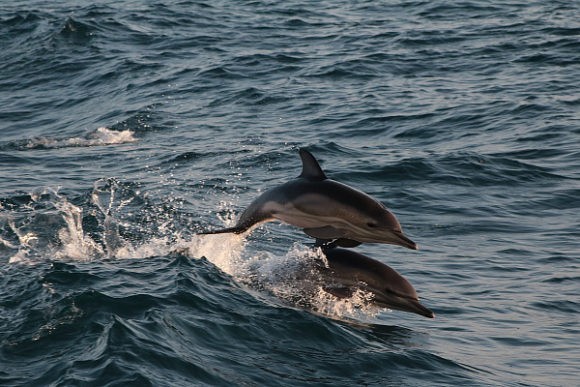Черноморских дельфинов Сочи на учет поставят