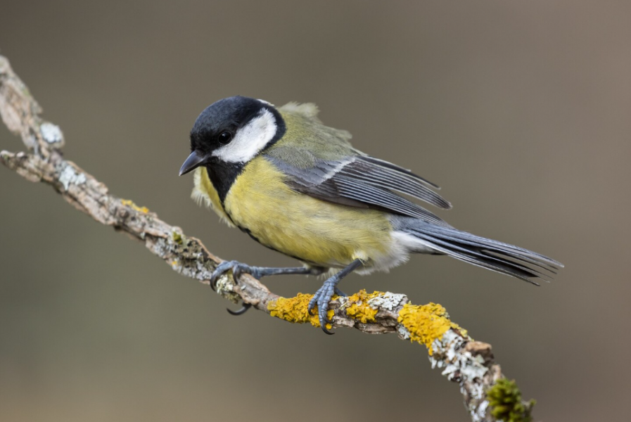 По народному календарю сегодня Зиновий и Зиновия, Синичкин день