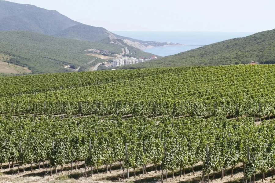 Вениамин Кондратьев поблагодарил Совет Федерации за поддержку инициативы виноделов о строительстве туристических объектов на виноградниках