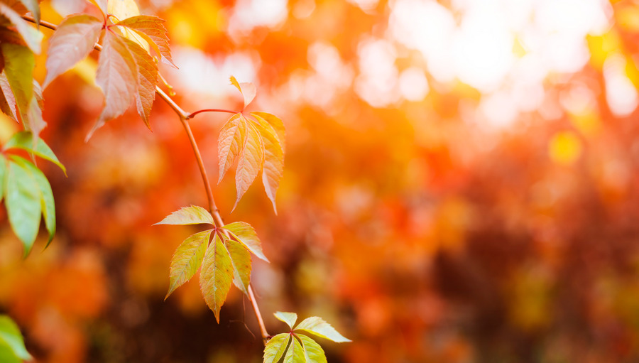 По народному календарю сегодня Дедовские плачи