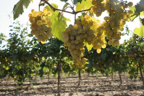 На Кубани переработано более 70 тысяч тонн винограда нового урожая