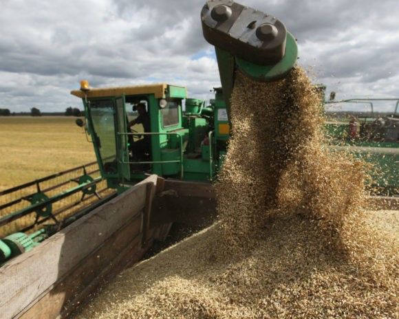 На Кубани новый урожай на 90% состоит из высококачественной продовольственной пшеницы